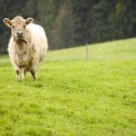 Cow standing in green pasture uid 1433774