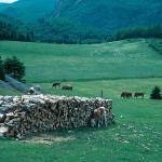 Cows in the valley Saguenay Lac St Jean Quebec Canada uid 1043333
