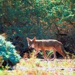 Coyote hunting in Sonoran Desert uid 1017404