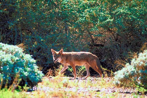 Coyote hunting in Sonoran Desert uid 1017404
