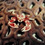 Crab with claws extended on corals