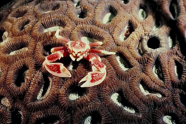 Crab with claws extended on corals