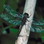 Creatures IV 001601