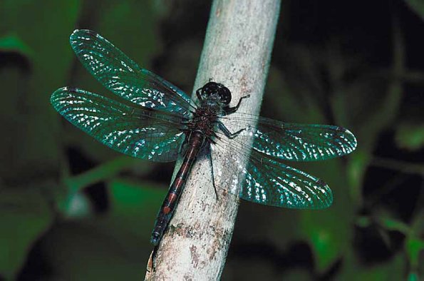 Creatures IV 001601