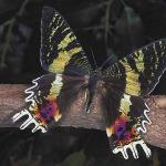 Creatures IV 001701