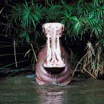 Creatures V uid 1013026