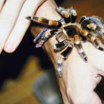 Creatures uid 1013038
