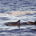 Creatures uid 1013043