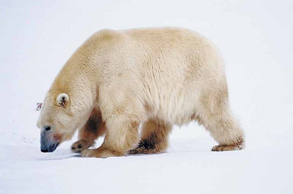 Creatures uid 1013075