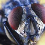 Creatures uid 1013091