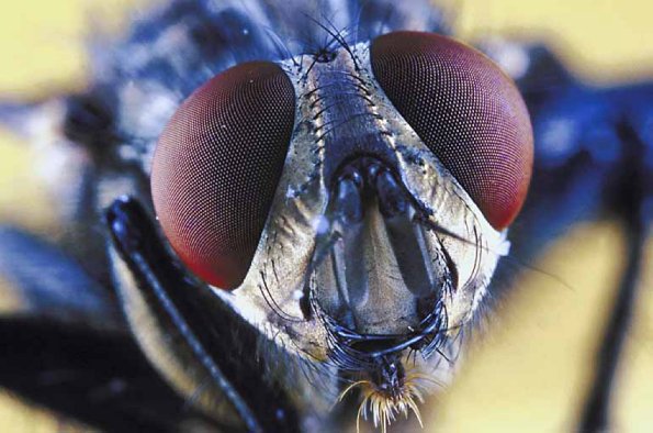 Creatures uid 1013091
