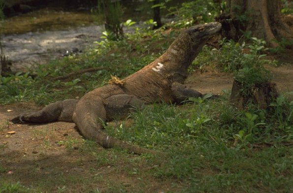 Croc