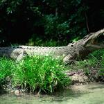 Crocodylus porosus uid 1658197