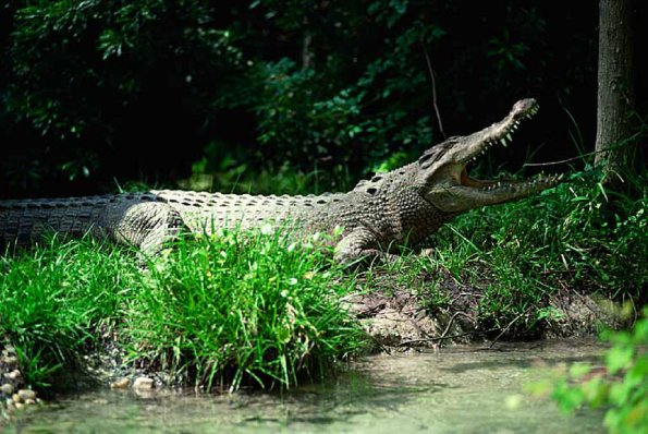 Crocodylus porosus uid 1658197