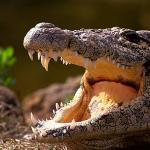 Cuban crocodile uid 1658206