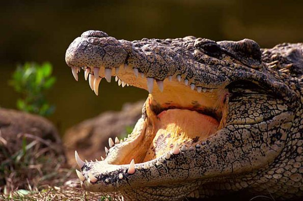 Cuban crocodile uid 1658206