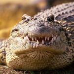 Cuban crocodile uid 1658208