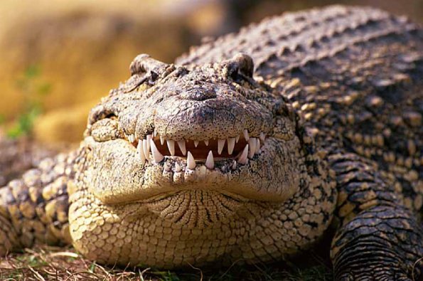 Cuban crocodile uid 1658208
