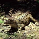 Cuban crocodile uid 1658211