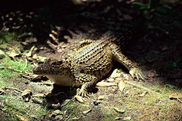 Cuban crocodile uid 1658211