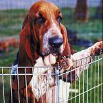 Curious basset hound looks at rivals in dog show uid 1006339