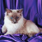 Cutecatblueeyes