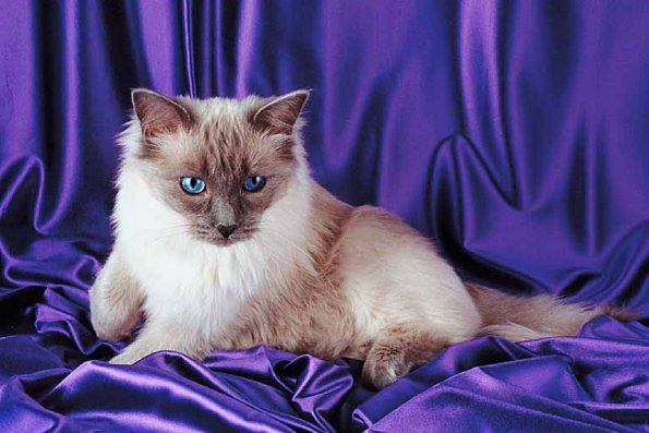 Cutecatblueeyes