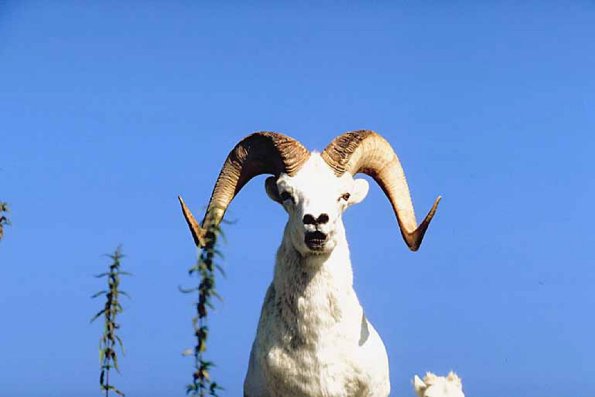 Dall sheep Large ram and lamb uid 1025126