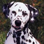 Dalmatian on lawn