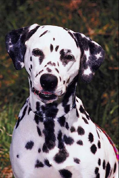 Dalmatian on lawn
