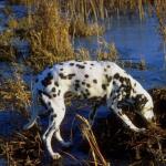 Dalmation on riverbank