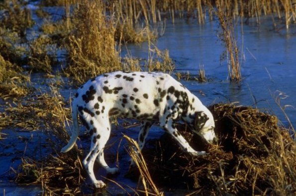Dalmation on riverbank