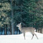 Deer at winter Laurentians Quebec Canada uid 1043207