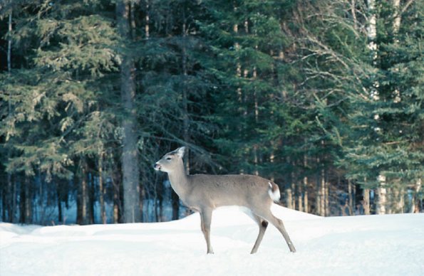 Deer at winter Laurentians Quebec Canada uid 1043207