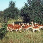 Deer c10756