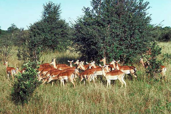 Deer c10756