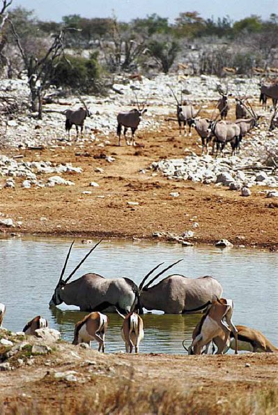 Deer drinking water with mountain goats