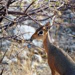 Deer near trees