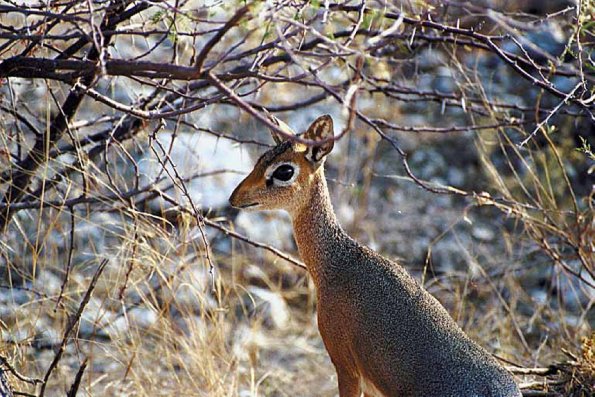 Deer near trees