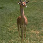 Deer