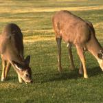 Deergrazing
