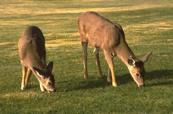 Deergrazing