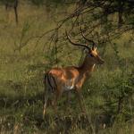 Deeringrass