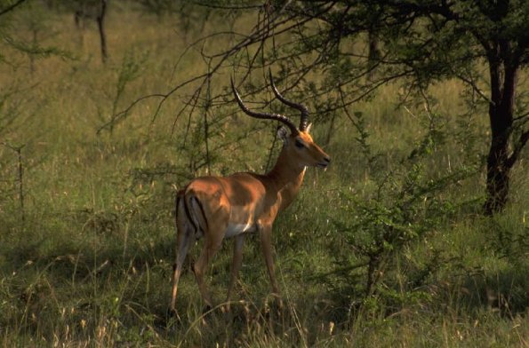Deeringrass