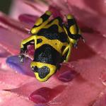 Dendrobates leucomelas uid 1659086