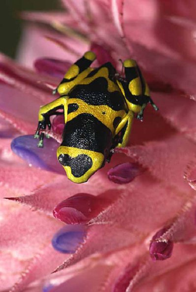 Dendrobates leucomelas uid 1659086