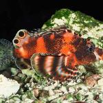 Dendrochirus biocellatus uid 1658085