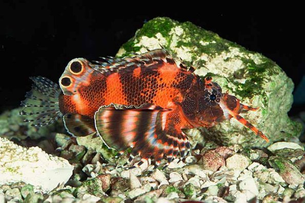Dendrochirus biocellatus uid 1658085