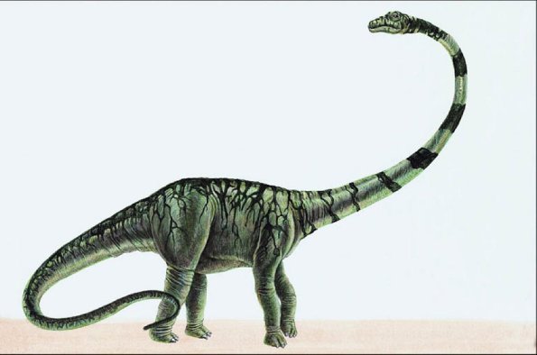 Dinosaur Illustrations 0010