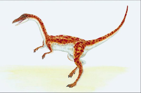 Dinosaur Illustrations 0013